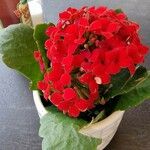 Kalanchoe delagoensis 花