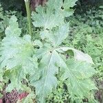 Heracleum maximum Blatt