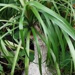 Beaucarnea recurvata ᱥᱟᱠᱟᱢ