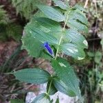 Gentiana asclepiadea Blatt