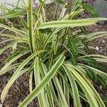 Carex morrowii Blatt
