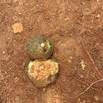 Parinari excelsa Fruto
