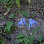 Aquilegia bertolonii Habit