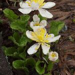 Caltha leptosepala عادت