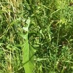 Crepis biennis Leaf