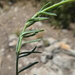 Linaria supina Leaf