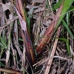 Cyperus giganteus Bark