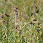 Carex atrofusca Celota