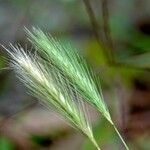 Hordeum marinum Folha