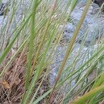 Achnatherum calamagrostis Folio