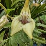 Masdevallia coriacea Blomma