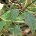 Epilobium lanceolatum Leaf