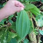 Miconia cooperi Leaf