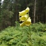 Digitalis luteaFlor