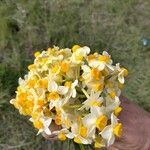 Dendrobium thyrsiflorum Flor