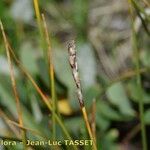 Carex myosuroides പുഷ്പം