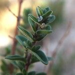 Clinopodium gilliesii 花