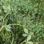 Baptisia alba Leaf