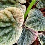 Peperomia albovittata Ліст