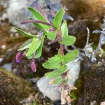 Epilobium denticulatum Habitus