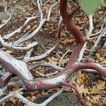 Arctostaphylos patula Bark