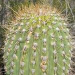 Leucostele terscheckii List