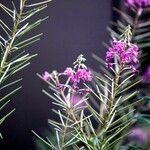 Epilobium dodonaei Blatt