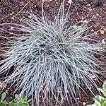 Festuca glauca Feuille