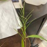 Paspalum repens Hoja