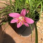 Zephyranthes rosea Kvet