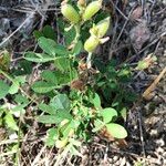 Crotalaria goreensis Elinympäristö