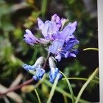 Oxytropis jacquinii Květ