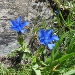 Gentiana verna 形态