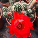 Echinopsis chamaecereus List