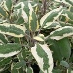Salvia officinalis Yaprak
