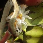 Calyptrochilum christyanum Flor
