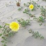 Oenothera drummondii Агульны выгляд