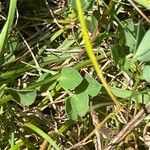 Lotus corniculatus ഇല