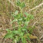 Picris echioides Blatt