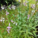 Physostegia virginiana 整株植物