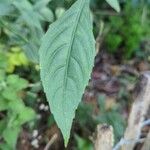 Strobilanthes attenuata Leaf