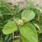 Acalypha aristata Fruto