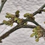 Hippocrepis emerus Blad