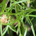 Seseli annuum Blatt