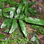 Asplenium emarginatum Leaf