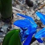 Scilla siberica Blomst