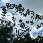 Cecropia schreberiana Hábito