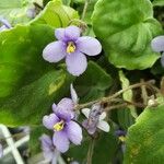 Streptocarpus ionanthus Цвят