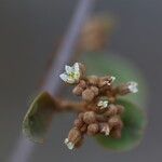 Psorospermum febrifugum Blüte