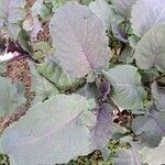 Brassica oleraceaЛіст